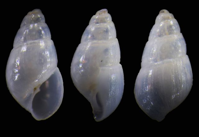 Odostomia sp